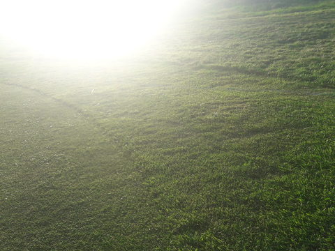 Sonne Rasen